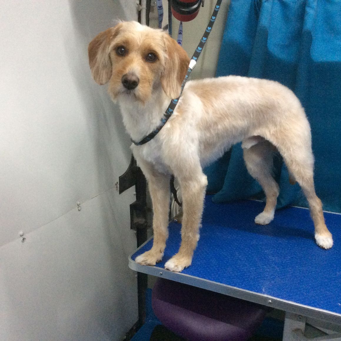 Dog 6